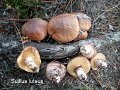 Suillus luteus-amf1354